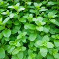 Pack 2 Peppermint Plants Live, 4-6 Inch Tall Peppermint Herb Starter Plant, Bare Root, Fragrant Mint Plants for Indoors Outdoors Gardens