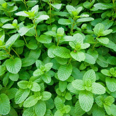 Pack 2 Peppermint Plants Live, 4-6 Inch Tall Peppermint Herb Starter Plant, Bare Root, Fragrant Mint Plants for Indoors Outdoors Gardens