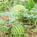 Set 4 of Red Watermelon Plants Live, 4 to 6 Inc Tall, Sweet Watermelon Fruit Live Plant Pot