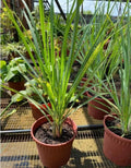8 Lemongrass Plants Stalks Herb Size 5-9" in Tall, Perennial Lemon Grass Plant, Well Rooted for Planting Indoor Outdoor, No Pot