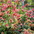 2 Shrimp Live Plants, Shrimp Plant Live, Justica Brandegeana Plant from 5 Inches Tall Seedling
