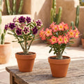 3 Mixed Desert Rose Live Plants 4-6” Tall, Rare Adenium Obesum, Indoor Outdoor Flowering Houseplants