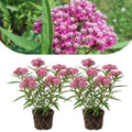 2 Milkweed Live Plants 4–7 Inches Tall, Milkweed Flowering Plants for Garden Beds, Borders or Landscape (Pink Milkweed)
