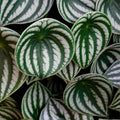 Watermelon Peperomia Plant, Live Peperomia Houseplant for Indoor Garden, 3 to 4 Inch Starter Plant