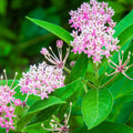 2 Milkweed Live Plants 4–7 Inches Tall, Milkweed Flowering Plants for Garden Beds, Borders or Landscape (Pink Milkweed)