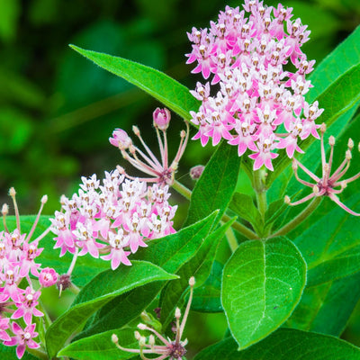 2 Milkweed Live Plants 4–7 Inches Tall, Milkweed Flowering Plants for Garden Beds, Borders or Landscape (Pink Milkweed)
