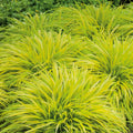 4"-6" Hakonechloa Japanese Forest Grass Live Plant, Starter Plants in Pot, Perennial Ornamental Grass for Spring Planting