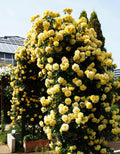 Yellow Rose Live Plant, Can Grow As Rose Bushes Shrubs or Climbing, Fragrant Ready to Plant, Starter Size, 5 to 10 Inc Tall, Dormant in Winter