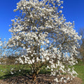 Star Magnolia Tree Live Plant, Magnolia Plant Live, 6 to 9 Inc Tall, Shrub Flower Plant for Garden Indoors Outdoors,