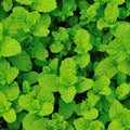 Pack 2 Peppermint Plants Live, 4-6 Inch Tall Peppermint Herb Starter Plant, Bare Root, Fragrant Mint Plants for Indoors Outdoors Gardens