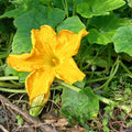 Summer Squash Live Plant 4–6 Inch Tall, Squash Vegetable Plant for Garden Planting in 4'' Pot, High Yield, Fast Growing