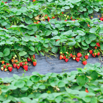 Set 10 Strawberry Bare Roots, Strawberry Plant Live, 5 to 7 Inc Tall, Fruit Garden (Red)