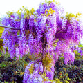 Purple Wisteria Tree Live Plant, Wisteria Vine Live Plant 6 to 12 Inches Tall, Fragrant Wisteria Flowers in Pot