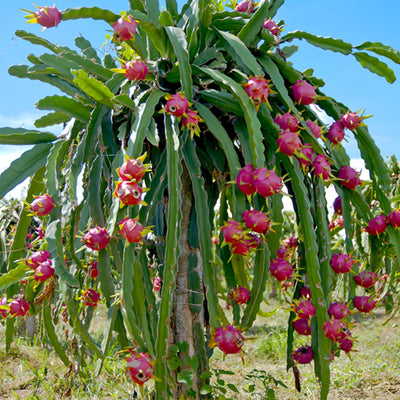 Dragon Fruit Live Plant, Fully Rooted in 4'' Pot, White Dragon Fruit Plants for Garden