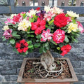 Desert Rose Live Plant, Adenium Desert Rose 4-8'' Tall, Hardy Flowering Succulent for Indoor Outdoor Gardens (Random Color Flowers)