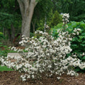 Cream Weigela Flowers Plant, Live Weigela Flowers Plant, 4 Inches Pot, Starter Plant for Outdoor Patio, Container