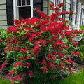 Red Weigela Shrub Plant Live, Hardy Shrub, 2-3 Ft Tall
