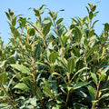 Herb Bay Leaf Plant Live Plant, 1 Year Old Bay Laurel Tree, Fragrant Laurus Nobilis, 8"-10" from Bottom Pot, Cold Hardy Indoor Outdoor Planting