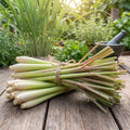 8 Lemongrass Live Plants, Fully Rooted Lemongrass Stalks, Drought-Tolerant, Fragrant Herb for Outdoor Garden