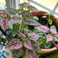 Rose Polka Dot Variegated Plant Live, Small Indoor Plants, 2.5 Inches Pot for Houseplant