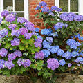 6"-1 Feet Pink to Blue Purple Hydrangea Bush Plant Tree Live Shrub, Dormant, Starter Plant, Change Color, Cold Hardy Variety