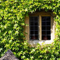 Ivy Plant Live Fast-Growing, Potted 3-5" in Tall, Climbing Indoor Outdoor Houseplant, Easy Care Trailing Vine, Fast Growing Small Starter Plant for Home Office Décor (Golden Boston Ivy)