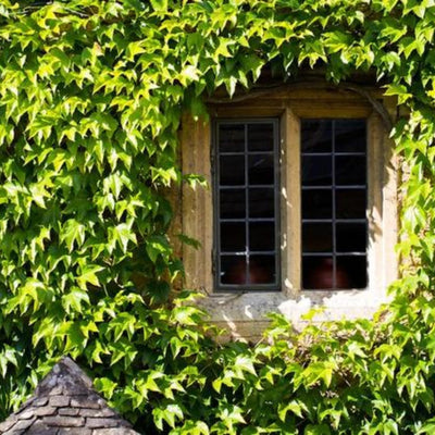 Ivy Plant Live Fast-Growing, Potted 3-5" in Tall, Climbing Indoor Outdoor Houseplant, Easy Care Trailing Vine, Fast Growing Small Starter Plant for Home Office Décor (Golden Boston Ivy)