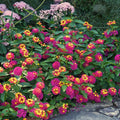 2 Rose Lantana Plants Live Trees, Ready to Bloom, Hardy Long Blooming Seasons, Vibrant Colorful Perennial Fragrant, 5-10" in Tall, Full Sun Growing