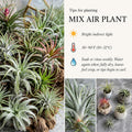 Set 15 Mixed Air Plants Live, Tillandsia Assortment for Indoor Display, Terrarium Kits, Office and Home Decor, 2-3 Inches