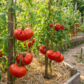 Beefsteak Tomato Live Plants, 2 Plant Per Pot 5-8" Tall