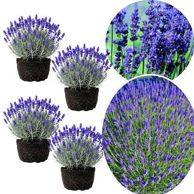 4 Lavender Plants Live Starter Plants Plugs 1-3" in Tall, Hardy Perennial Lavender for Garden and Landscape with Fragrant Purple Blooms, No Pot (Provence)