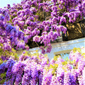 Purple Wisteria Tree Live Plant in 2.5 Inch Pot Size, Wisteria Tree Live Plant for Planting Outdoors
