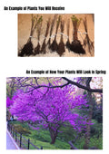 Cold Hardy Purple Pink Redbud Tree Live Plant in Quart Pot, Eastern Red Bud Plants, Vibrant Spring Blooms in Zones 4 to 9, No Leaf in Winter