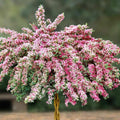Variegated Weigela Shrub Live Plant, Outdoor Shrub, 1-2 Ft Tall