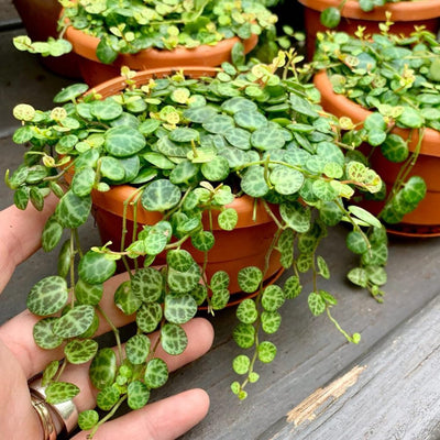 String of Turtles Live Plant, Live String of Turtles Plant, Succulents Plant Live String of Turtles, Live Plant Indoor String of Turtles, Vine Plant for Houseplant (4 Inch Potted)