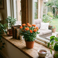 Orange Mini Rose Plant Live in 4 Inch Pot, Miniature Rose Flower Plant for Indoor Outdoor Garden, Patio and Home Decor, 4-6 Inches