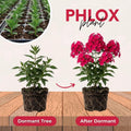 Hot Pink Phlox Plant 3-5 Inches Tall, Phlox Live Plant, Hardy Perennial with Colorful Blooms for Garden and Patio