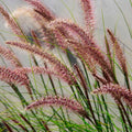 Ornamental Fountain Grass Live Plant Perennial for Outdoor Growing, 4" Pot, Red Fountain Grass Plants Spring Planting