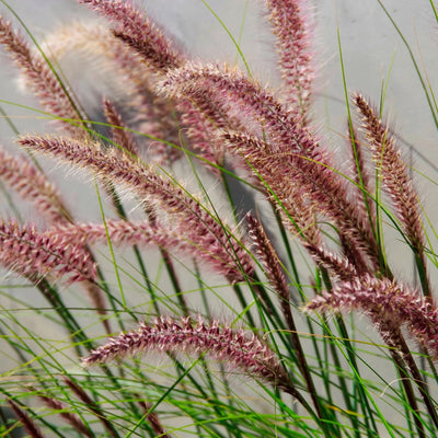 Red Fountain Grass Live Plant, 4" Pot, Perennial Ornamental Grass for Outdoor Planting, Perfect for Spring Gardens