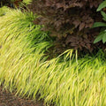 Hakonechloa Japanese Forest Grass Plant Live Starter Plant in Pot, Spring Planting, Perennial Ornamental Grasses
