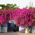 2 Pink Bougainvillea Plants Rooted for Growing, Between 4 Inc and 6 Inc Long, Bougainvillea Live Plant, Live Bougainvillea Plant
