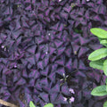 Purple Shamrock Plant in 4 Inch Pot - Purple Oxalis Triangularis Houseplant, Decorative Indoor Foliage Plants - Easy Care Oxalis Plant for Garden