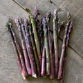10 Asparagus Bare Roots, Asparagus Crowns for Planting, Hardy Perennial Vegetable Garden Starter Roots (Purple Asparagus)