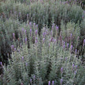 Lavender Plant Live, Fragrant Lavender Herb with Purple Blooms, Gardens, Containers, and Indoor Planting 2-3 Inches (Creek)