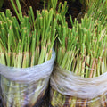 8 Lemon Grass Live Plants Stalks, Perennial Herb Plants, Lemongrass Plant for Gardening Outdoors Indoors 5 and 7 Inches Tall, Ready to Plant