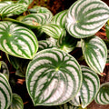 Watermelon Peperomia Plant, Live Peperomia Houseplant for Indoor Garden, 3 to 4 Inch Starter Plant