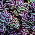 5 Wandering Jew Plants Live Houseplants Cuttings, Purple Wandering Jew Cuttings, Tradescantia Zebrina Live Plant Cuttings Not Plant, No Root
