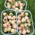 10 Rare White Carolina Pineberry Roots, White Strawberry Plants Live, Sweet and Very Fragrant for Planting Outdoor