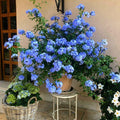 4 Plumbago Plants Live, 4-7 Inches Flowering Plumbago for Outdoor Garden, Tropical Shrub Plant for Landscape, Borders or Patio Containers (Blue Plumbago)
