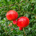 Live Pomegranate Tree, Pomegranate Tree Plant, 6-8 Inch Tall Live Sweet Pomegranate Fruit Plant, Red Fruits, Well Rooted Fruit Trees Plants for Outdoor Growing